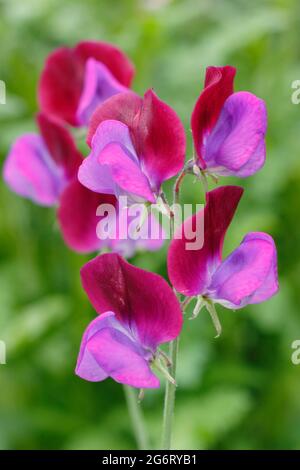 Süße Erbsen. Lathyrus odoratus 'Matucana' blüht in einem englischen Garten. VEREINIGTES KÖNIGREICH Stockfoto