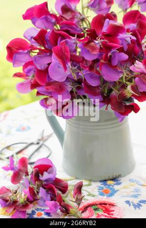 Frisch geschnittene Süßerbsen - Lathyrus odoratus 'Matucana' - locker in einem Krug auf einem Gartentisch angeordnet. VEREINIGTES KÖNIGREICH Stockfoto