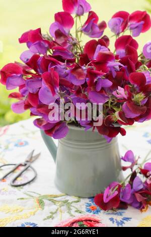 Frisch geschnittene Süßerbsen - Lathyrus odoratus 'Matucana' - locker in einem Krug auf einem Gartentisch angeordnet. VEREINIGTES KÖNIGREICH Stockfoto