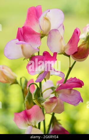 Lathyrus odoratus „Spanish Dancer“-Süßerbsen, die in einem englischen Garten wachsen. VEREINIGTES KÖNIGREICH Stockfoto