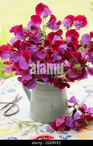 Frisch geschnittene Süßerbsen - Lathyrus odoratus 'Matucana' - locker in einem Krug auf einem Gartentisch angeordnet. VEREINIGTES KÖNIGREICH Stockfoto