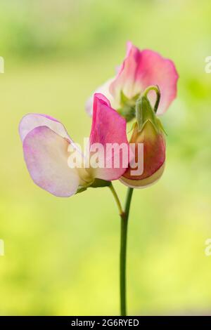 Lathyrus odoratus „Spanish Dancer“-Süßerbsen, die in einem englischen Garten wachsen. VEREINIGTES KÖNIGREICH Stockfoto