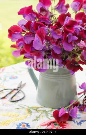 Süße Erbsen in Vase. Anordnung von Erbsenblüten in einer Vase auf einem Gartentisch. Lathyrus odoratus 'Matucana'. UK Stockfoto