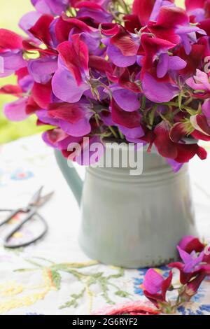 Frisch geschnittene Süßerbsen - Lathyrus odoratus 'Matucana' - locker in einem Krug auf einem Gartentisch angeordnet. VEREINIGTES KÖNIGREICH Stockfoto