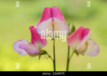 Lathyrus odoratus „Spanish Dancer“-Süßerbsen, die in einem englischen Garten wachsen. VEREINIGTES KÖNIGREICH Stockfoto