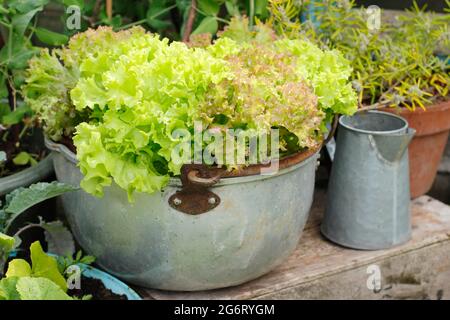 Salatpflanzen - Lactuca sativa 'Lollo Rossa' - wachsen in einer Metallmarmelade-Pfanne. Stockfoto