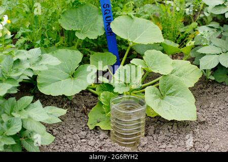 Recycelte Plastikflasche, geschnitten und umgedreht für die tiefe Bewässerung einer Squash-Pflanze - Cucurbita pepo ‘Kronprinz’. VEREINIGTES KÖNIGREICH Stockfoto