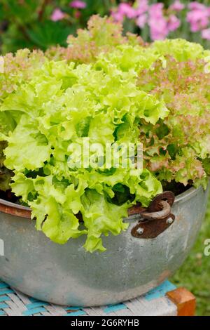 Salatpflanzen - Lactuca sativa 'Lollo Rossa' - selbst angebaut in einem alten Metall-Konfitüren-Pan-Container. Stockfoto