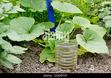 Recycelte Plastikflasche, geschnitten und umgedreht für die tiefe Bewässerung einer Squash-Pflanze - Cucurbita pepo ‘Kronprinz’. VEREINIGTES KÖNIGREICH Stockfoto