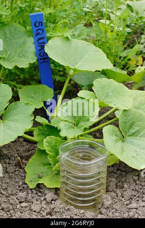 Recycelte Plastikflasche, geschnitten und umgedreht für die tiefe Bewässerung einer Squash-Pflanze - Cucurbita pepo ‘Kronprinz’. VEREINIGTES KÖNIGREICH Stockfoto