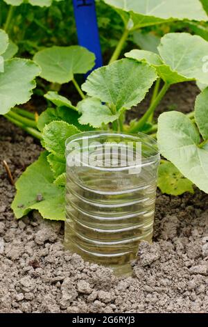 Recycelte Plastikflasche, geschnitten und umgedreht für die tiefe Bewässerung einer Squash-Pflanze - Cucurbita pepo ‘Kronprinz’. VEREINIGTES KÖNIGREICH Stockfoto