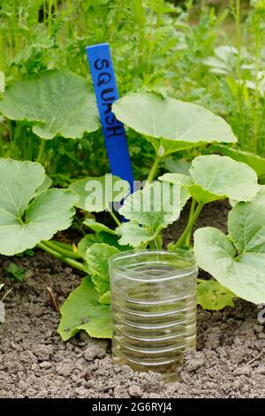 Recycelte Plastikflasche, geschnitten und umgedreht für die tiefe Bewässerung einer Squash-Pflanze - Cucurbita pepo ‘Kronprinz’. VEREINIGTES KÖNIGREICH Stockfoto