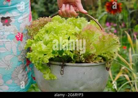 Salatpflanzen - Lactuca sativa 'Lollo Rossa' - wachsen in einer alten Metallmarmelade-Pfanne, die von einer Gärtnerin gehalten wird. Stockfoto