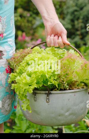 Salatpflanzen - Lactuca sativa 'Lollo Rossa' - wachsen in einer alten Metallmarmelade-Pfanne, die von einer Gärtnerin gehalten wird. Stockfoto