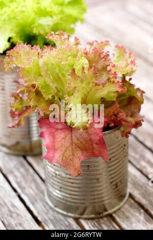 Salatpflanzen - Lactuca sativa 'Lollo Rossa' - in recycelten Dosen. VEREINIGTES KÖNIGREICH Stockfoto