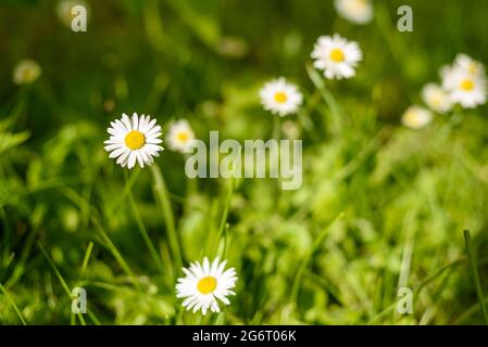 Gewöhnliche weiße Gänseblümchen wachsende Blumen auf Gras. Bellis perennis Stockfoto