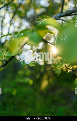 Apfelbaum wächst weiße Blumen bei Sonnenuntergang Stockfoto