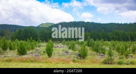 Radiata Pine Ernte und Holzeinschlag für neuseeländische Forstwirtschaft Stockfoto