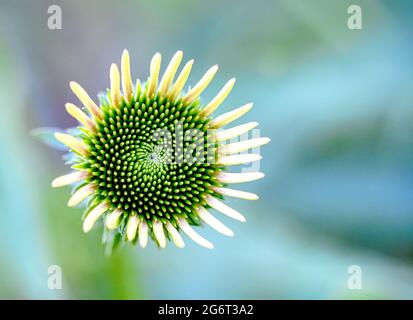 Nahaufnahme einer sich entwickelnden Blütenknospe (Echinacea). Stockfoto