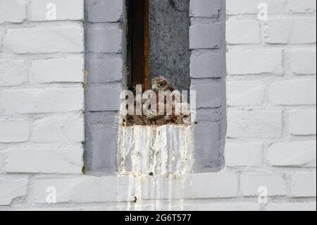 Gemeiner Turmfalken (Falco tinnunculus) brüten an einem kleinen Fenster eines Hauses, Heinsberg, Nordrhein-Westfalen, Deutschland Stockfoto