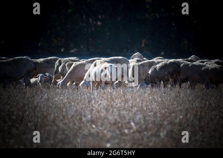 Herde von Schafen oder Lammern, die aus Stroh in den Ställen füttern. Schafe grasen auf der Wiese. Rinder auf dem Bauernhof grasen herum. Stockfoto