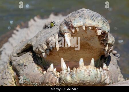Livingstone Krokodil Park Stockfoto