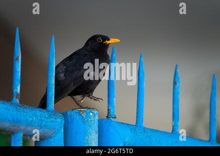 Schwarzvogel, Turdus Merula, männlicher Amsel, der auf blauem Zaun steht, städtisches Tier Stockfoto