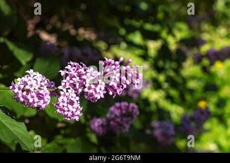 Schöne lila chinesische Flieder Syringa chinensis Blüten auf dunkelgrünem natürlichen Hintergrund. Stockfoto