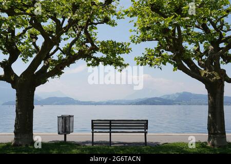 Leere Bank am Zugersee in der Stadt Zug in der Schweiz. Die Bank wird zwischen zwei Plattenbäumen platziert. Ihre Kronen treffen sich oben auf der Bank. Stockfoto