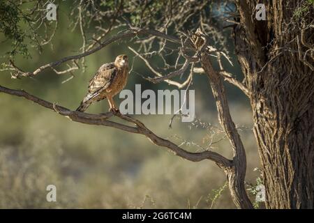 Brauner Schlangenadler auf einem Zweig im Kgalagadi Transfrontier Park, Südafrika; Art Circaetus cinereus Familie von Accipitridae Stockfoto