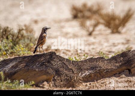 Kupped Wheatear steht auf einem Baumstamm im Kgalagadi Transfrontier Park, Südafrika; specie Oenanthe pileata Familie von Musicapidae Stockfoto