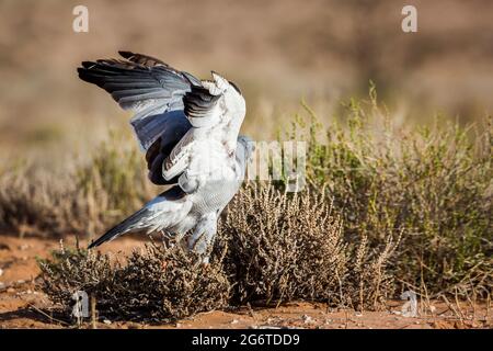 Blasse Gesänge-Goshawk-Jagd in Land im Kgalagadi Transfrontier Park, Südafrika; Specie Melierax canorus Familie von Accipitridae Stockfoto