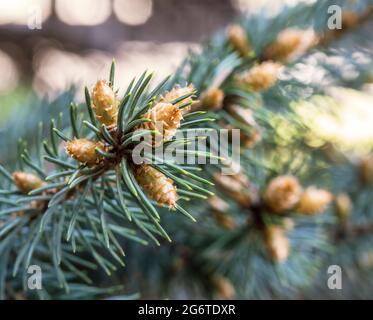 Fichtenknospen im Frühjahr. Kiefernknospen. Tannenzapfen. Hintergrund Fichtenklumpen. Stockfoto