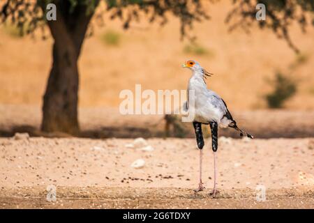 Sekretärin Vogel im Kgalagadi Grenzübergangspark, Südafrika; specie Sagittarius serpentarius Familie von Sagittariidae Stockfoto