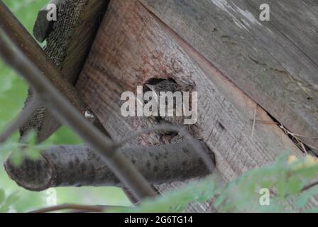 Küken-Rotkehlchen, junges Küken europäischer Rotkehlchen im Nistkasten, erithacus rubecula, junger Vogel Stockfoto