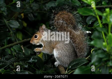 Graues Eichhörnchen oder Sciurus carolinensis im Holland Park, London Stockfoto