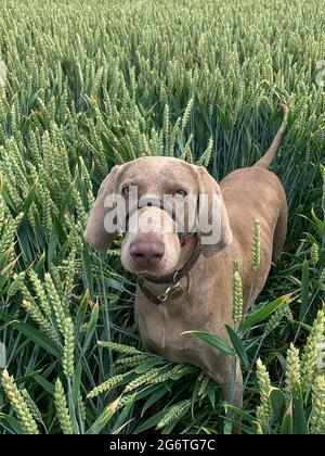 Weimaraner Hund von der Leine am Rande eines Weizenfeldes auf den vielen öffentlichen Wegen durch Felder in den sanften Hügeln von Somerset, England, Großbritannien Stockfoto