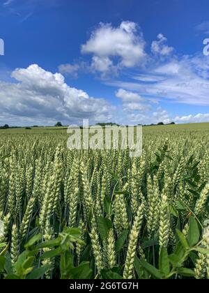 Üppige Ernte von grünem Weizen wächst in Somerset Field, England, Großbritannien Stockfoto