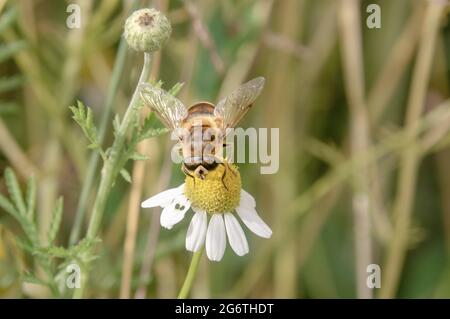 Insect on an Blüte Stockfoto