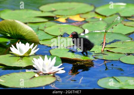 Wien, Österreich. Junge Moorhenne im Wasserpark Floridsdorf Stockfoto