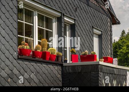 Kakteen in roten Blumentöpfen auf der Fensterbank eines Schieferhauses in Steinach, Deutschland Stockfoto