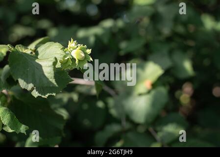 Unreife Haselnuss auf einem Zweig im Garten bei Sonnenlicht, Nahaufnahme. Stockfoto