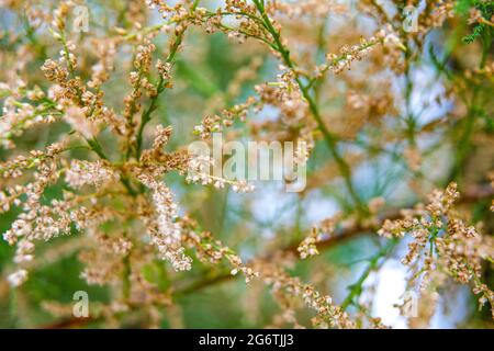 Tamarix-Zweige blühen im Frühsommer oder späten Frühling. Warme Jahreszeit Stockfoto