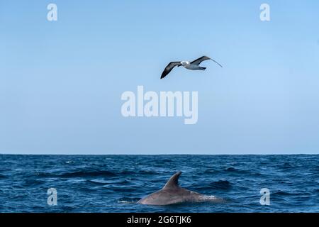 Atlantischer Gelbnasenalbatros (Thalassarche chlororhynchos) während des Sardinenlaufs in Südafrika Stockfoto