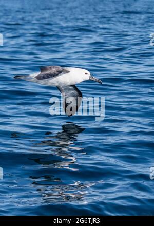 Atlantischer Gelbnasenalbatros (Thalassarche chlororhynchos) während des Sardinenlaufs in Südafrika Stockfoto