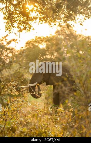 Der Kopf eines afrikanischen Elefanten, Loxodanta Africana, eingerahmt von Blättern, im späten Nachmittagssonne im Krüger National Park, Südafrika Stockfoto