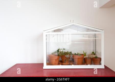 Kleines Gewächshaus, Terrarium für Selbstökosystem Grünhauspflanzen, moderne Dekoration, bondanische wachsen drinnen mit Kopierraum Stockfoto