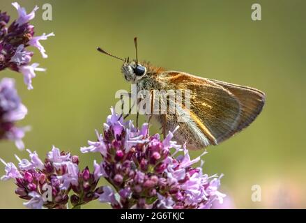 Skipper Essex (​Thymelicus lineola) Stockfoto