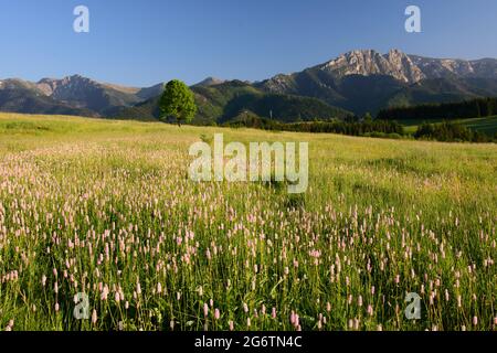 Zakopane. Blick auf den Tatra Natinalpark von Bochladzki Wierch im Sommer. In der Ferne der Gipfel von Giewont und Kasprowy Wierch Stockfoto