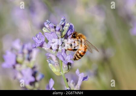 Eine Honigbiene sammelt Pollen von einer Lavendelpflanze in Nord-Idaho. Stockfoto